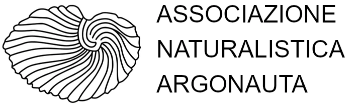 Argonauta